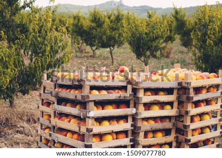 Peach trees with boxes of freshly harvested ripe peaches in fruit garden Royalty-Free Stock Photo #1509077780