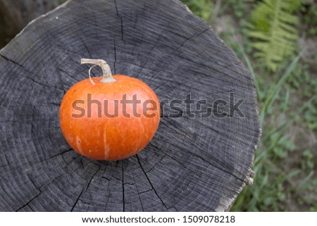 Pumpkin on a wooden stump, autumn concept. Halloween