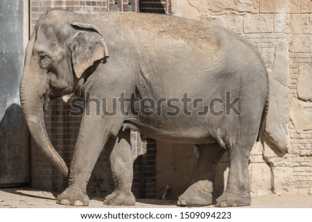 an elephant in the zoo in Leipzig, Germany