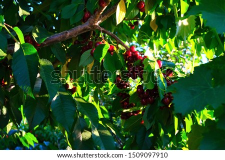 Red ripe bing cherries growing on the tree.  Focus on the cherries. Royalty-Free Stock Photo #1509097910