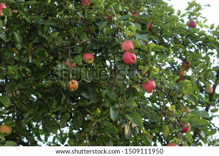 Apples on the branches of a tree. Apple orchard. Harvest apples.