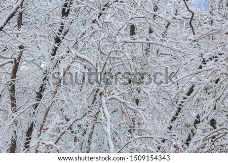 Beautiful snowy trees in the Russian forest. Snow covered tree branches