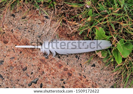 Closeup of seagull feather laying on concrete beside grass