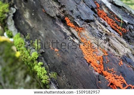abstract macro image of log riddled with moss and bright orange beads/eggs/seeds