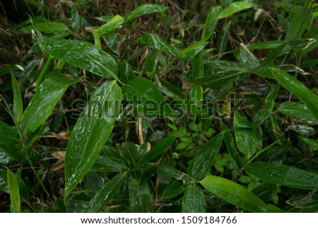 Wet leaves of the bamboo grass