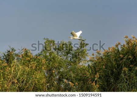 White egret in flight in the Danube Delta, Romania