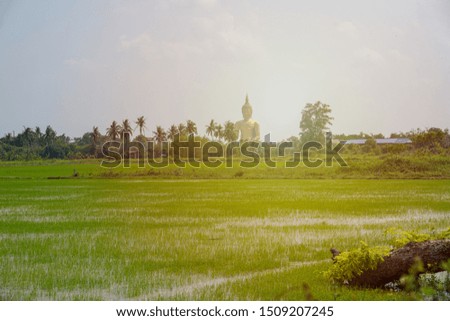 Big Buddha statue in the middle of the green rice field