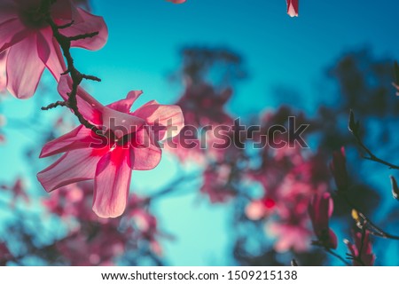 Pink magnolia flowers tree with blue sky
