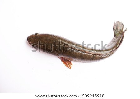 Channa striata fish on white background
