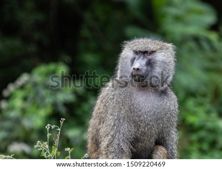 Baboon close-up in Arusha National Park
