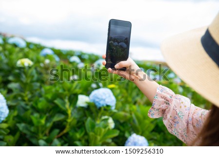 Woman's hand taking photo on Hydrangea flower garden with smartphone