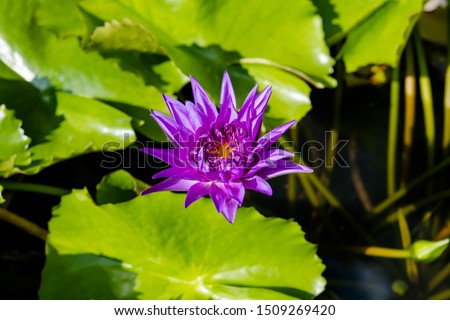 Lotus Flower background in the pond
