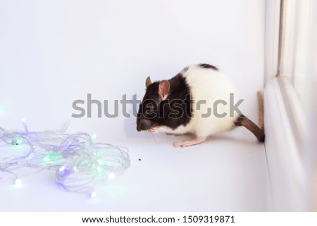 Concept image of the symbol of the Chinese happy new year 2020. Christmas rat.