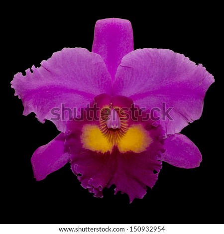 Pink orchid isolated