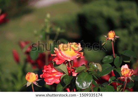Art photo rose petals isolated on the natural blurred background. Closeup. For design, texture, background. Nature.
