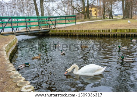 A beautiful white swan swims on a lake in the company of ducks and drakes.