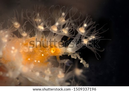 Spiny Spider crab (Achaeus spinosus). Underwater macro photography from Lembeh Strait, Indonesia 