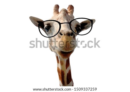 funny giraffe with big glasses