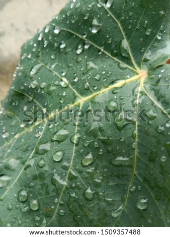 Water drop on green leaf 