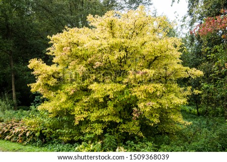 Cornus sanguinea 'Midwinter Fire' with autumn colors Royalty-Free Stock Photo #1509368039