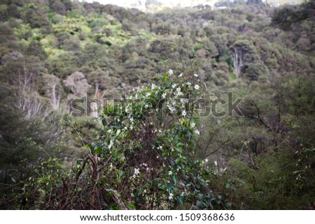 wild clematis in flower growing in native forest