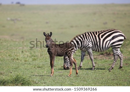 Rare polka-dotted zebra foal in Masai Mara  Royalty-Free Stock Photo #1509369266