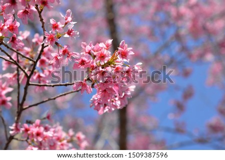 The thai cherry blossoms are  beautiful all around the plateau forest