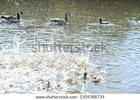 Curious Canada goose checking what is splashing in the water