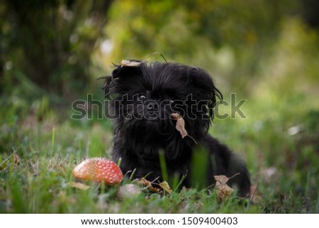 Black shaggy affenpincher dog sitting next to the fly agaric on the grass in the forest Royalty-Free Stock Photo #1509400403