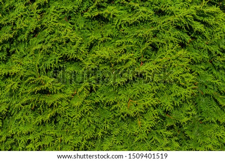 The green wall of the evergreen conifer tree thuja Platycladus orientalis, also known as Chinese thuja.
Close-up of green leaves of thuja, background pattern, texture