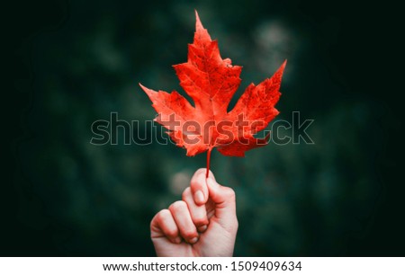 red autumn leaf in hand