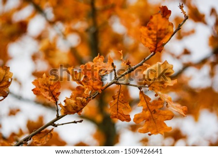golden leaves in the forest