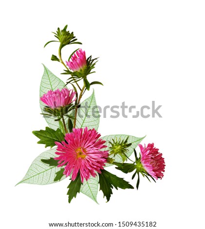 Aster flowers and green leaves in an autumn corner composition isolated on white