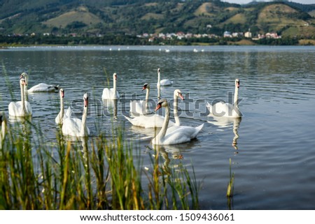 white swans on the lake background