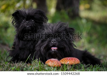 Two strange black creatures are sitting in the forest next to the fly agaric. Dog Athenpinscher (Affenpinscher) Royalty-Free Stock Photo #1509442268