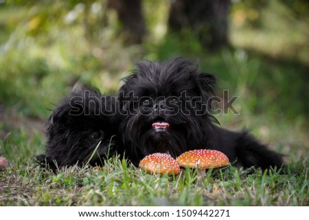 Two strange black creatures are sitting in the forest next to the fly agaric. Dog Athenpinscher (Affenpinscher) Royalty-Free Stock Photo #1509442271