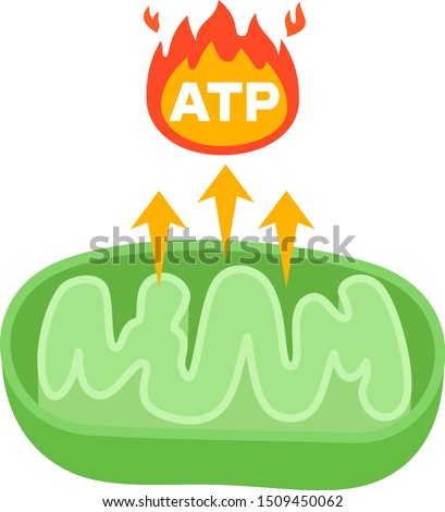 Image of mitochondria making ATP Royalty-Free Stock Photo #1509450062