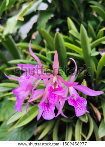 purple​ orchid​ tropical​ flower​ in​ garden