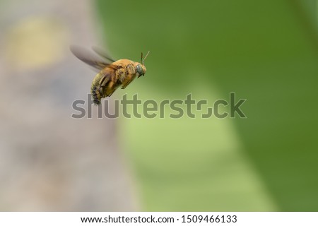 Xylocopa varipuncta, carpenter valley bee, is a species of carpenter bee found from western Texas to northern California.  Females are black while males are golden brown with green eyes