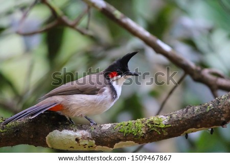 Red-whiskered bulbul or crested bulbul sitting on a tree Royalty-Free Stock Photo #1509467867