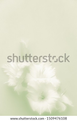 Gladiolus lies on the surface in green. Soft pastel image. Wedding card. Greeting card Royalty-Free Stock Photo #1509476108