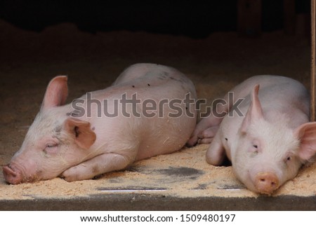 picture of two piglets sleeping on a farm, a sleeping face of a pig