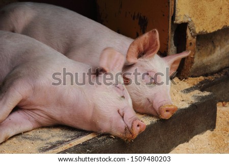picture of two piglets sleeping on a farm, a sleeping face of a pig