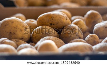 Background image of garden potatoes, Organic nature texture