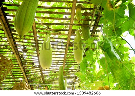 this pic show many green zucchini climbing on bamboo terrace at garden