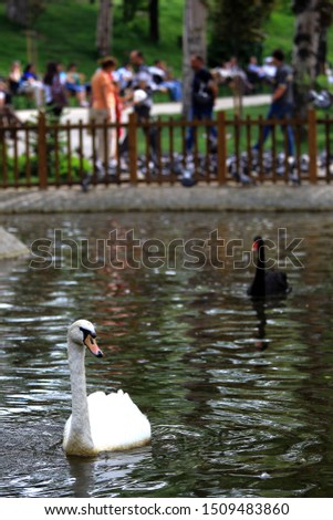 black swan and white swan together