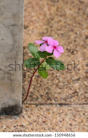Catharanthus roseus Flower grows on concrete floor