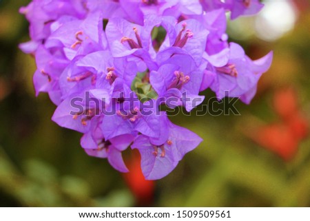 Purple bougainvillea flowers, on nature background.