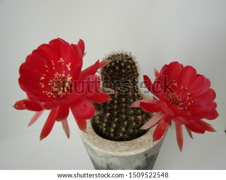 Cactus Echinopsis Kermesina with opening two pink blossoms against white background