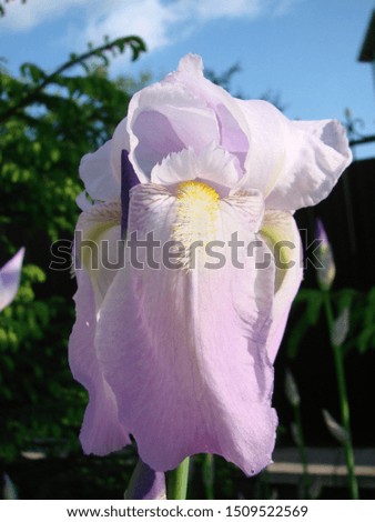 Beautiful flower of Iris germanica. Summer garden.